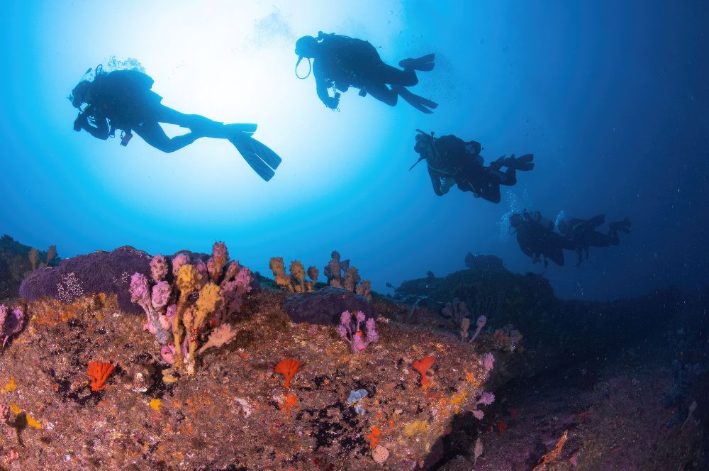 Scuba divers exploring underwater world in Sydney