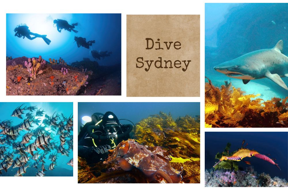 Exploring Sydney's Best Scuba Diving…