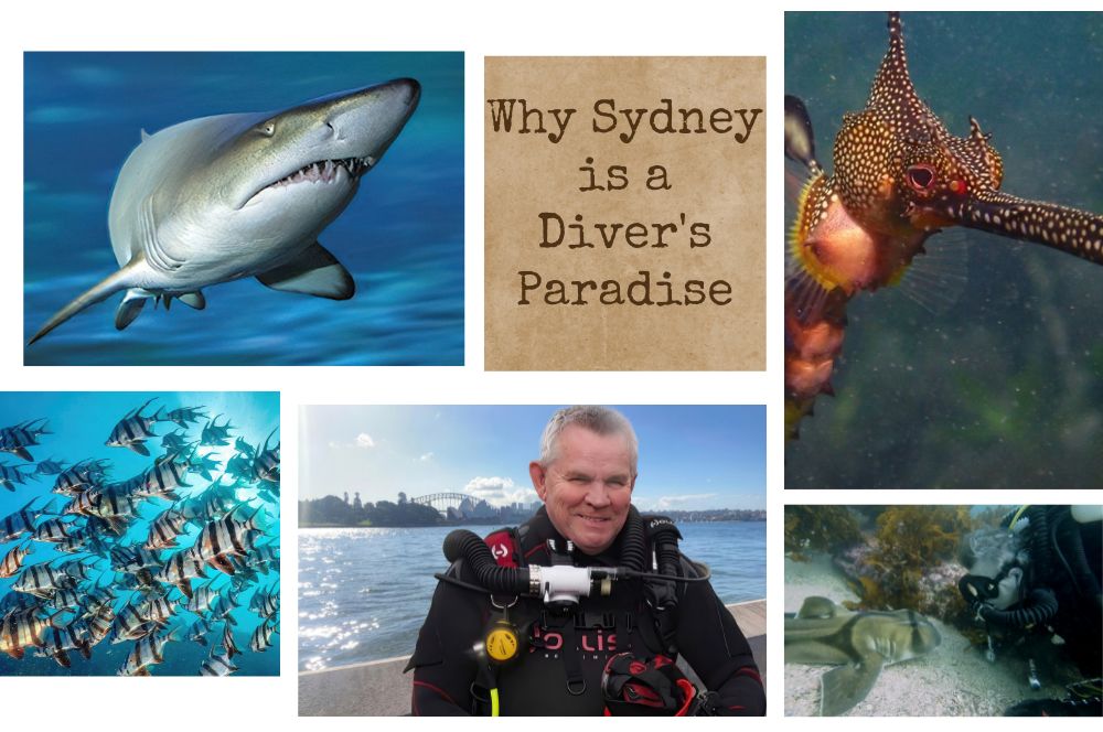 Living The Scuba Dream In Sydney - Scuba Diving Experiences In Sydney