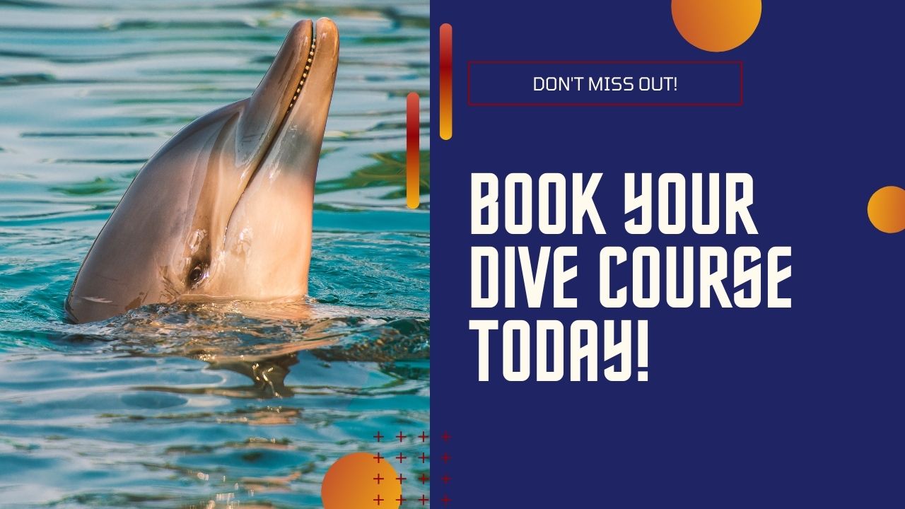 Book Your Learn to Dive Course Today!