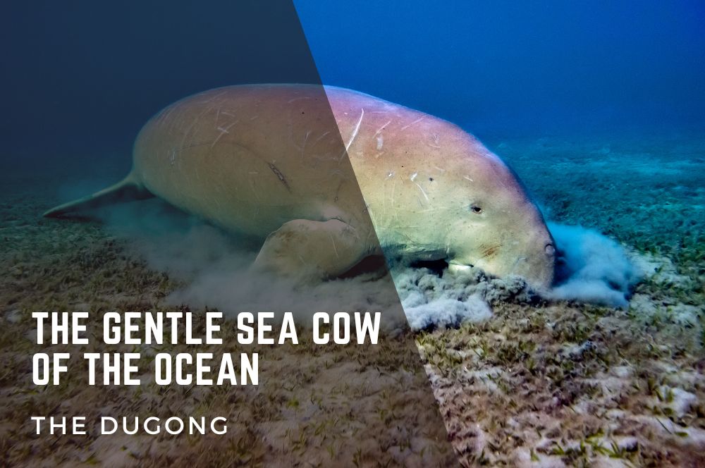 Dugong: Discover The Gentle Sea Cow Of The Ocean