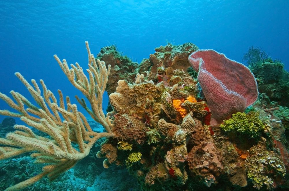 Conservation is central to Cozumel Reefs National Marine Park