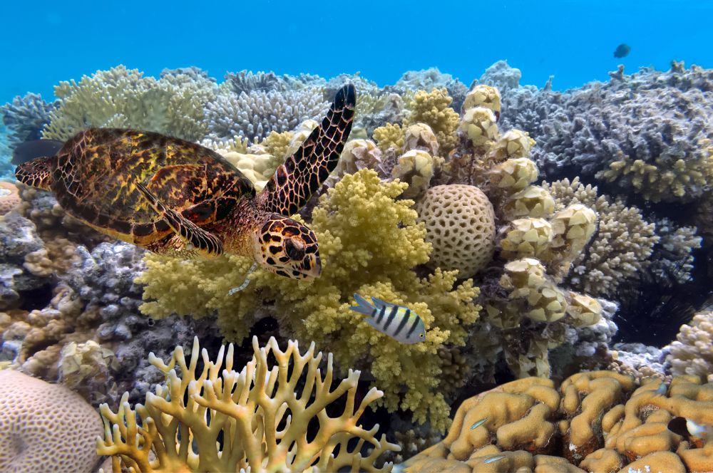 The Great Barrier Reef,  healthy coral reefs