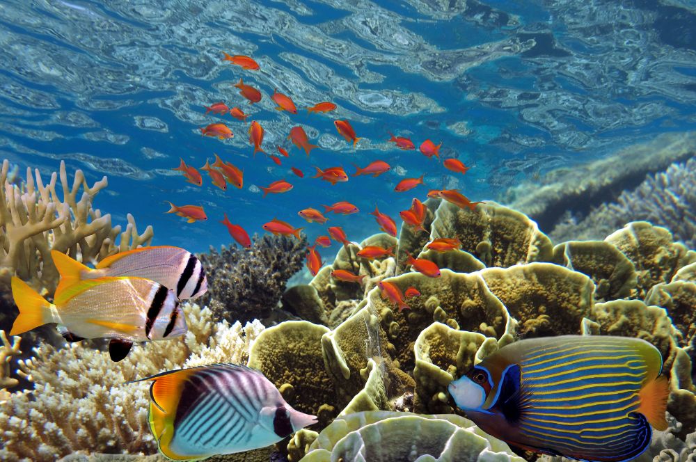 The Red Sea is a perfect dive trip