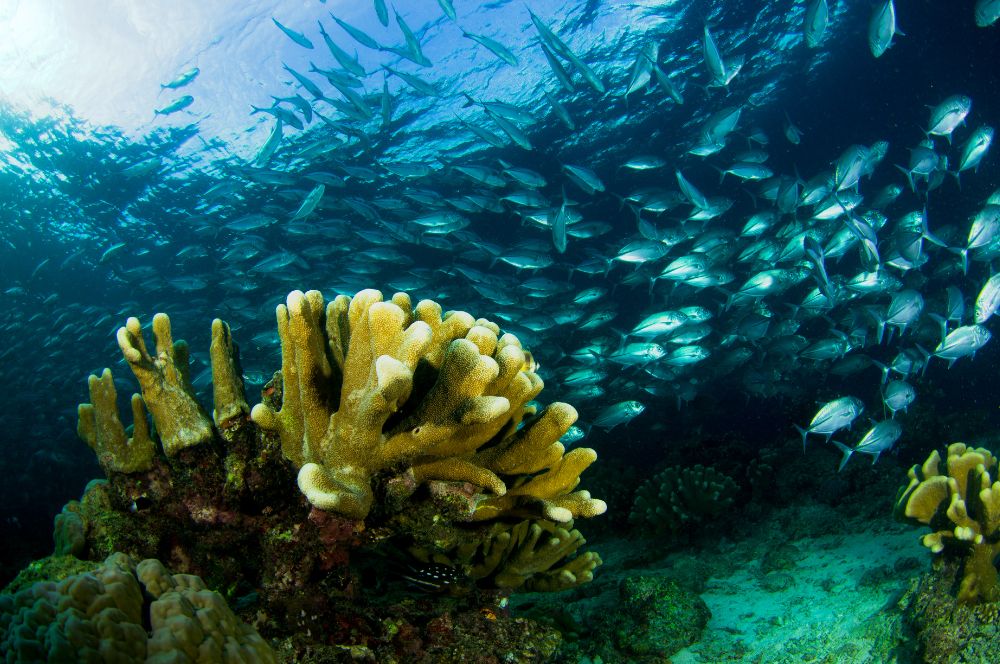 Sipadan Island is one of the most biodiverse places on our planet