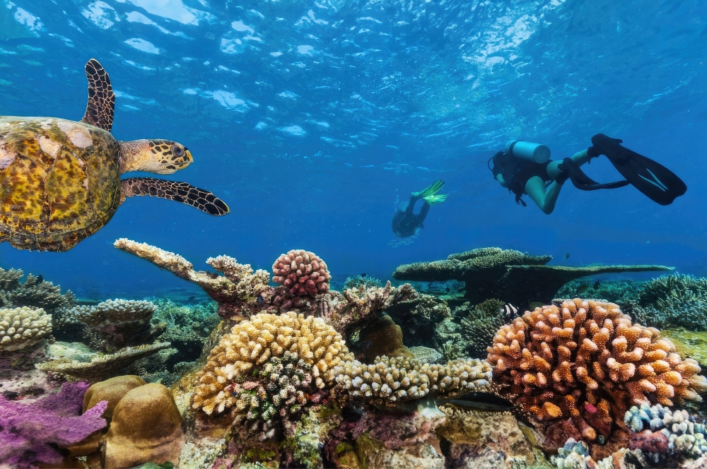 A diver exploring a coral reef with abundant marine life