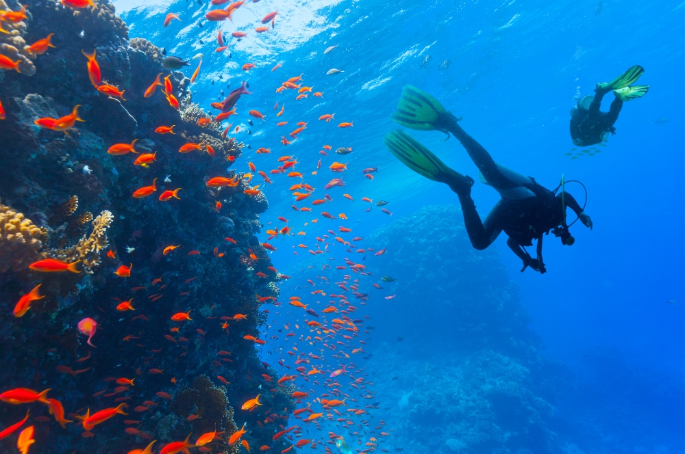 A diver exploring a dive site with great barrier reef in the background