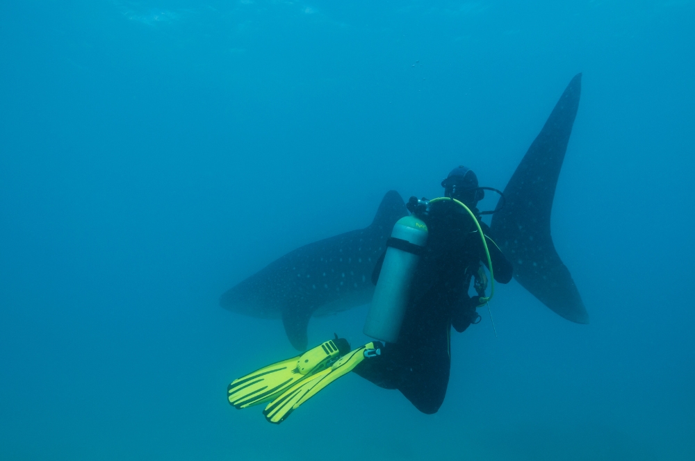 A diver observing a whale shark without touching it