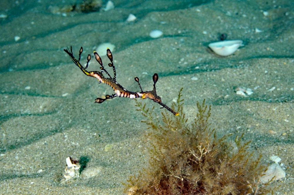 Baby weedy seadragon with small leaf like appendages