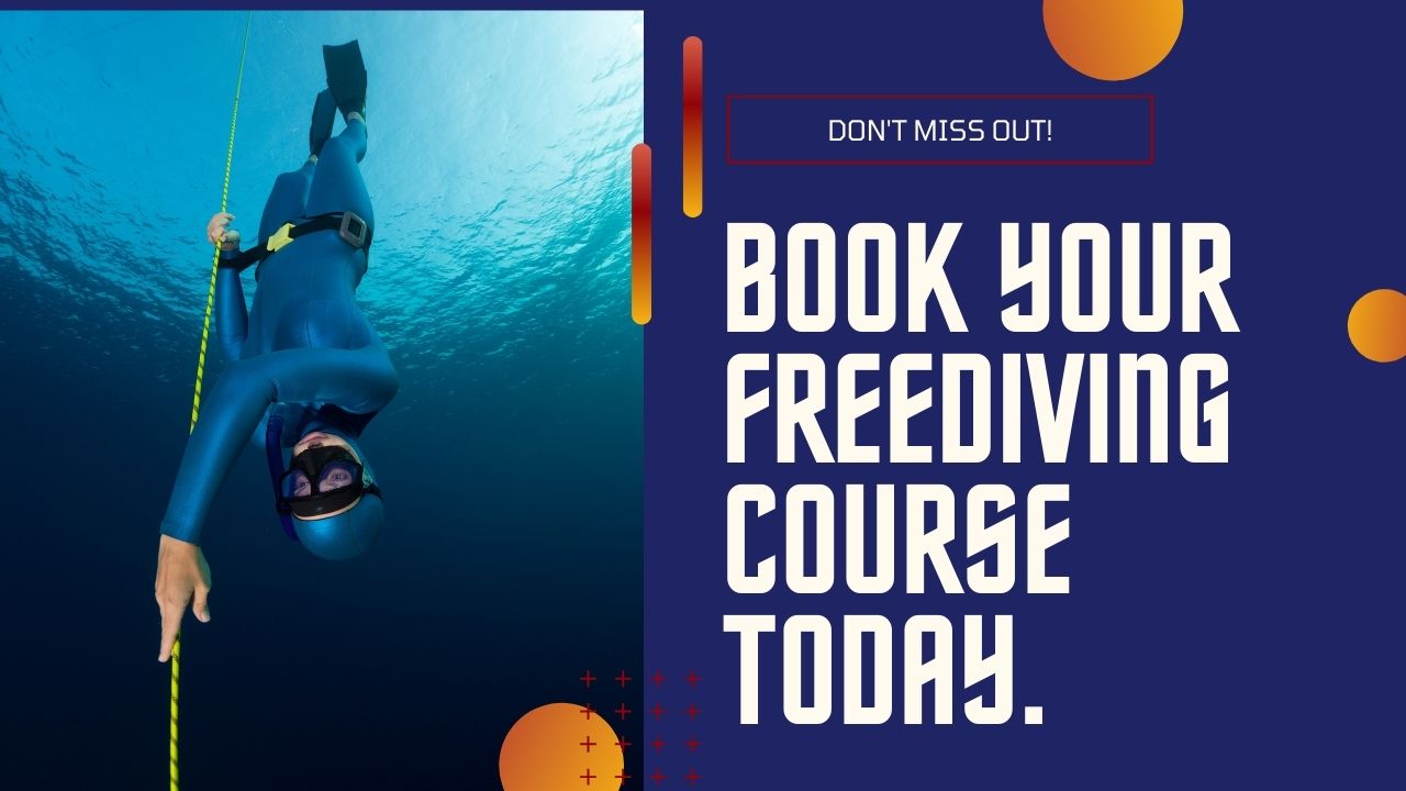 Book your freediving course today!