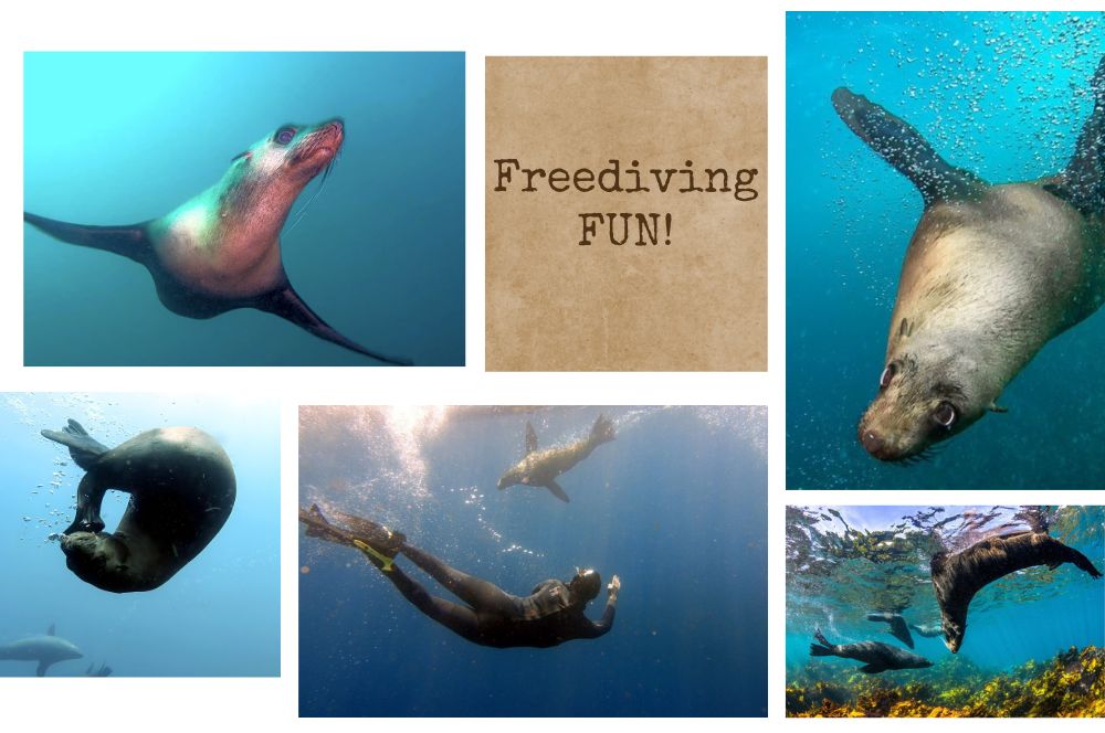 Freediving Fun: Getting Up Close and…