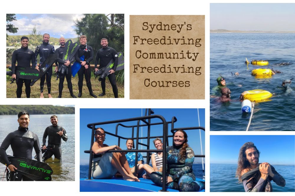 Sydney's Thriving Freediving Community: A Comprehensive Introduction