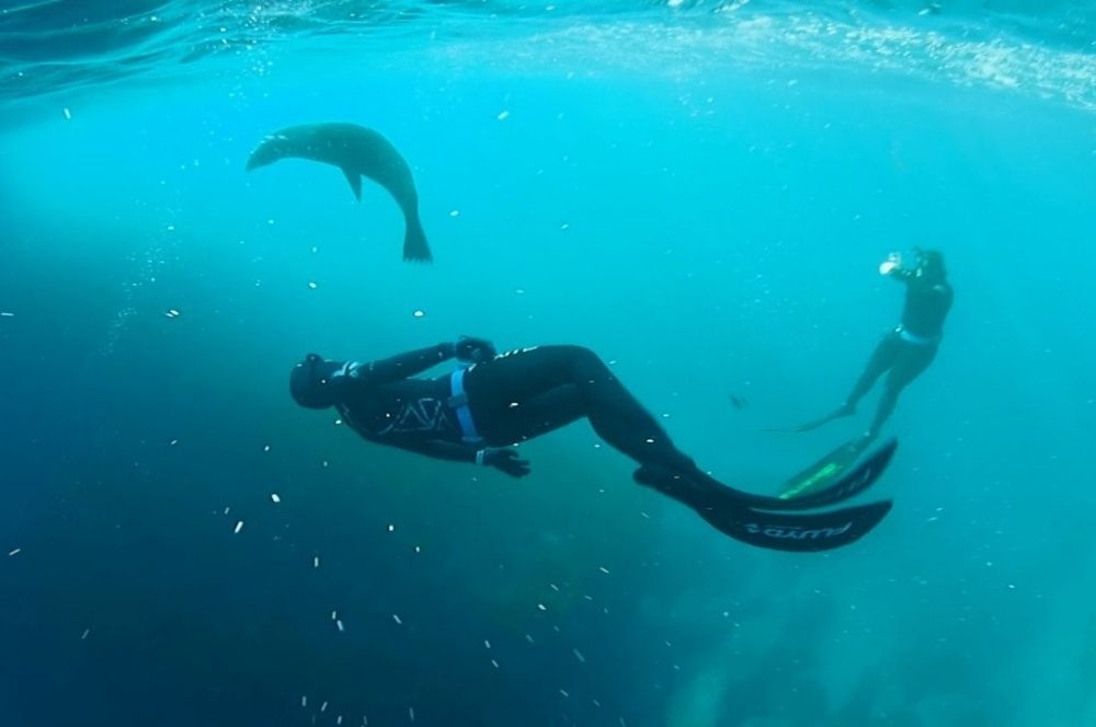 Freediving with seals at Martin Island