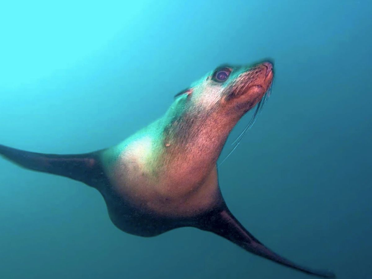 A playfull seal at Martin Island