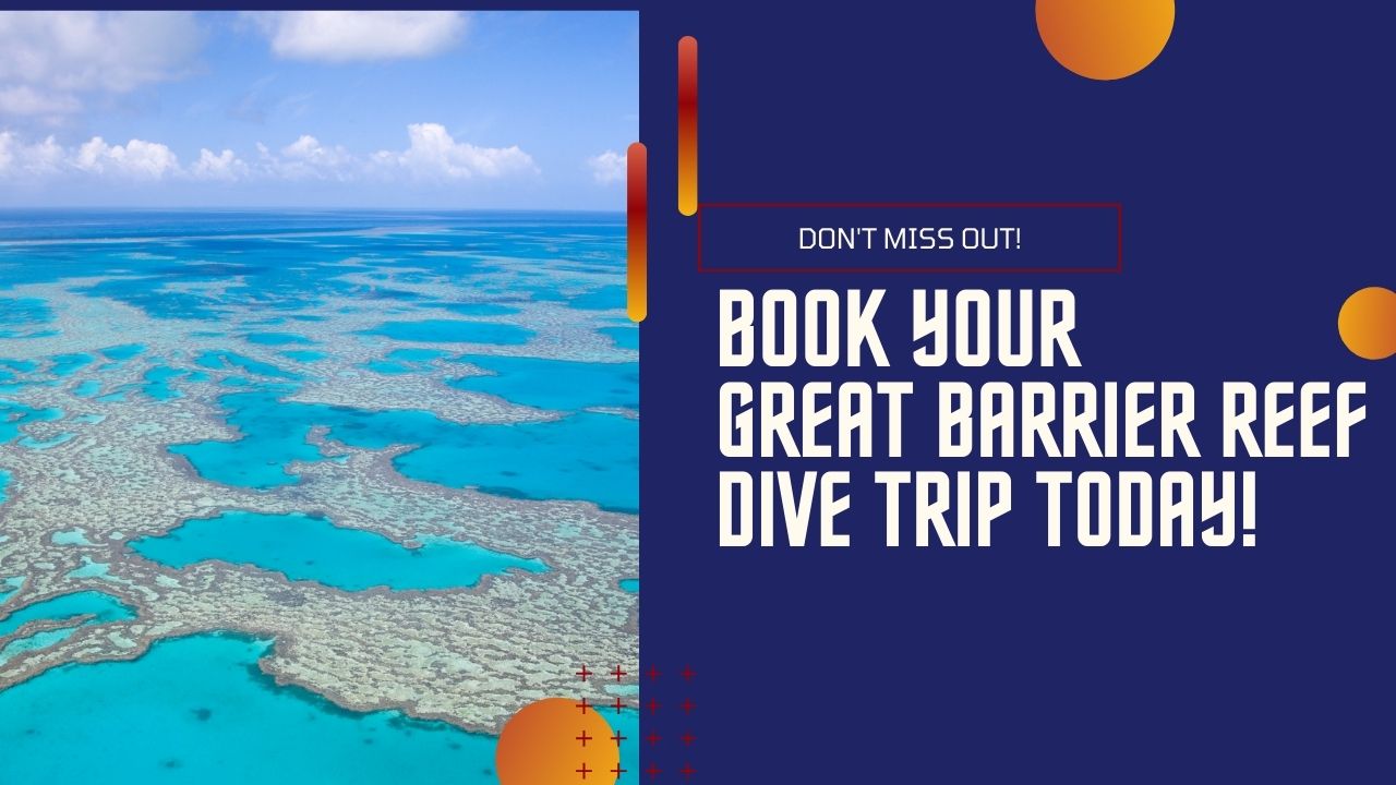 Book your great barrier reef dive trip