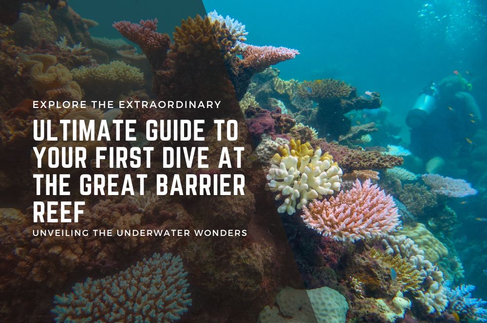 Dive the Great Barrier Reef: Explore…