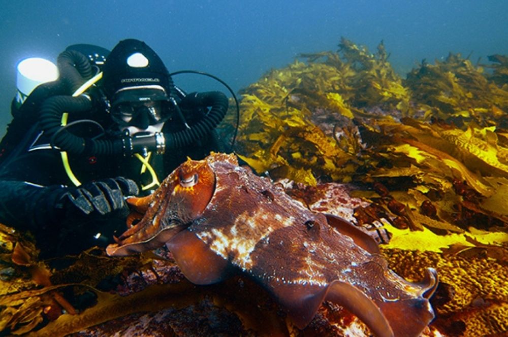 Giant Cuttlefish swimming with a scuba diver in shallow water 