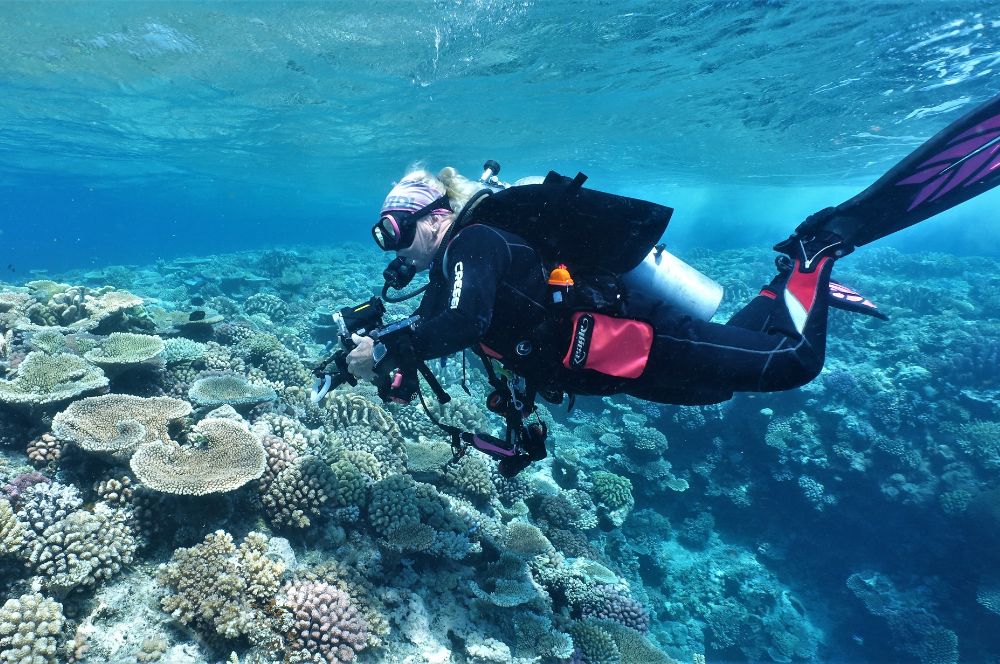 Diving on the great barrier reef