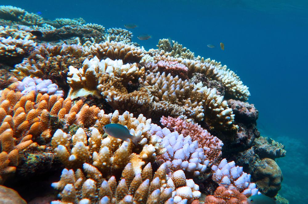 Colourful coral reef of the Great Barrier Reef