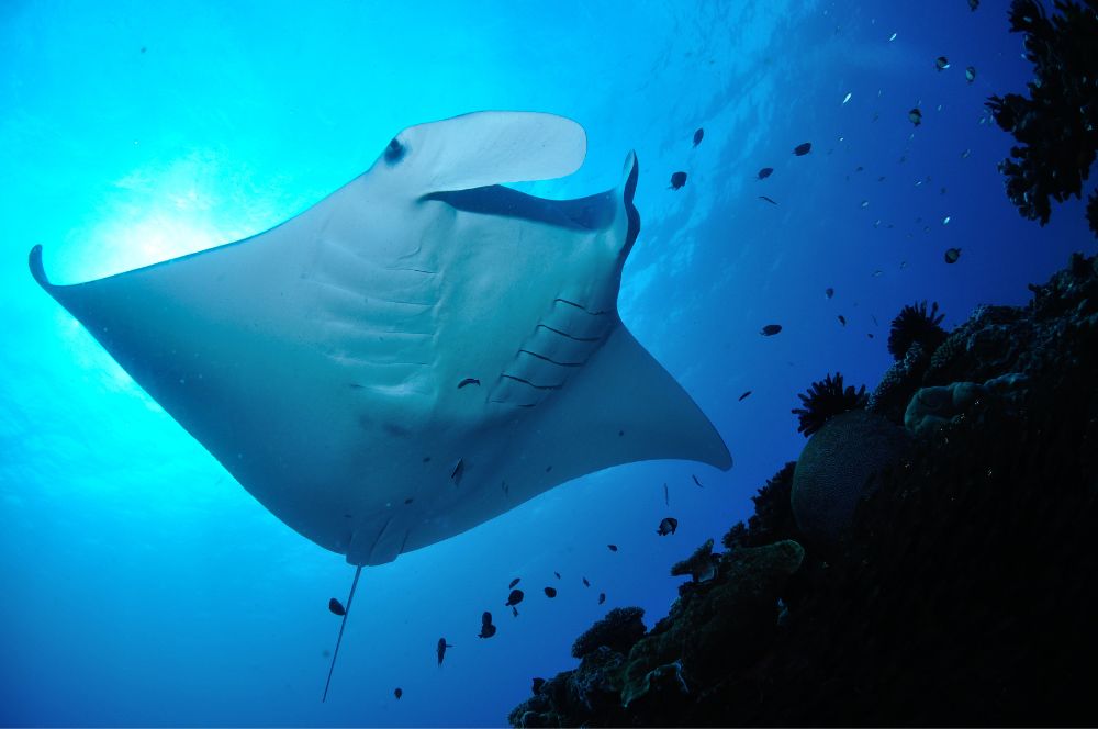 Manta rays gracefully gliding through the ocean near cleaning stations