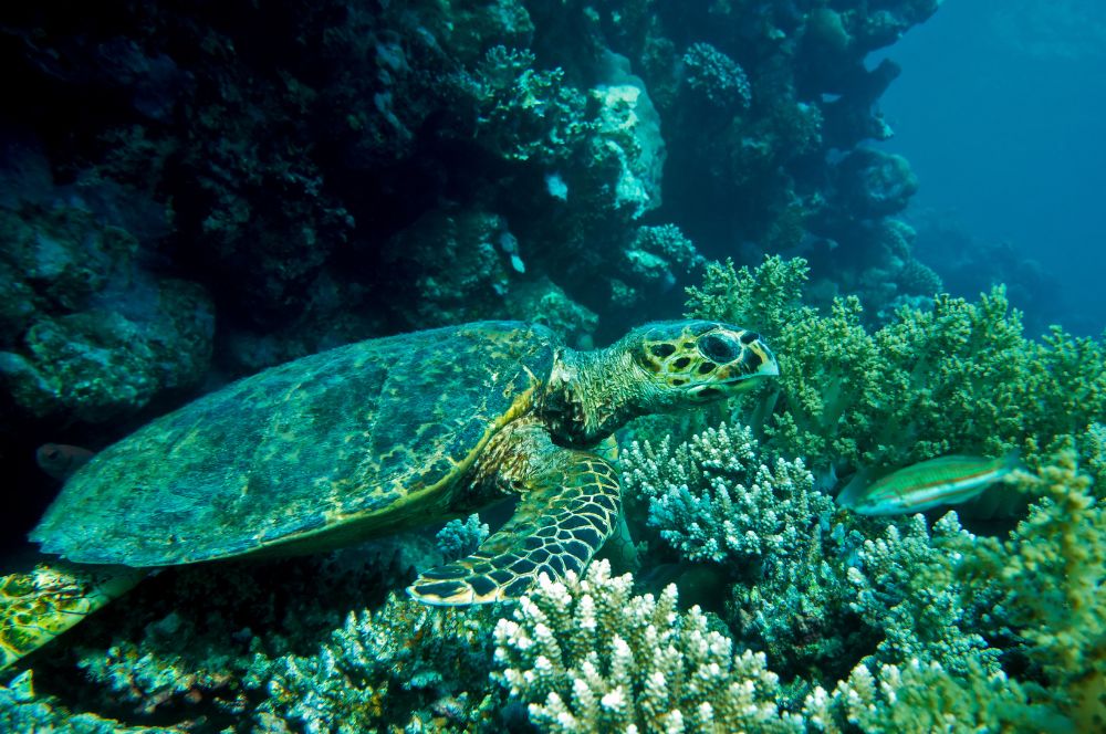Underwater scene with loggerhead turtle swimming among coral