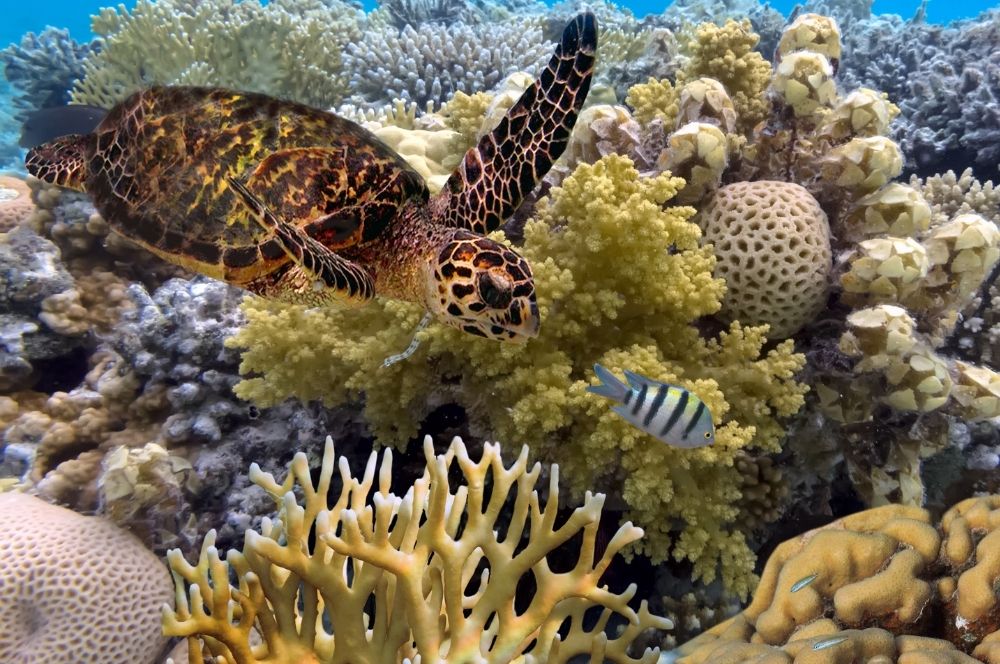 vibrant marine life in the Great Barrier Reef