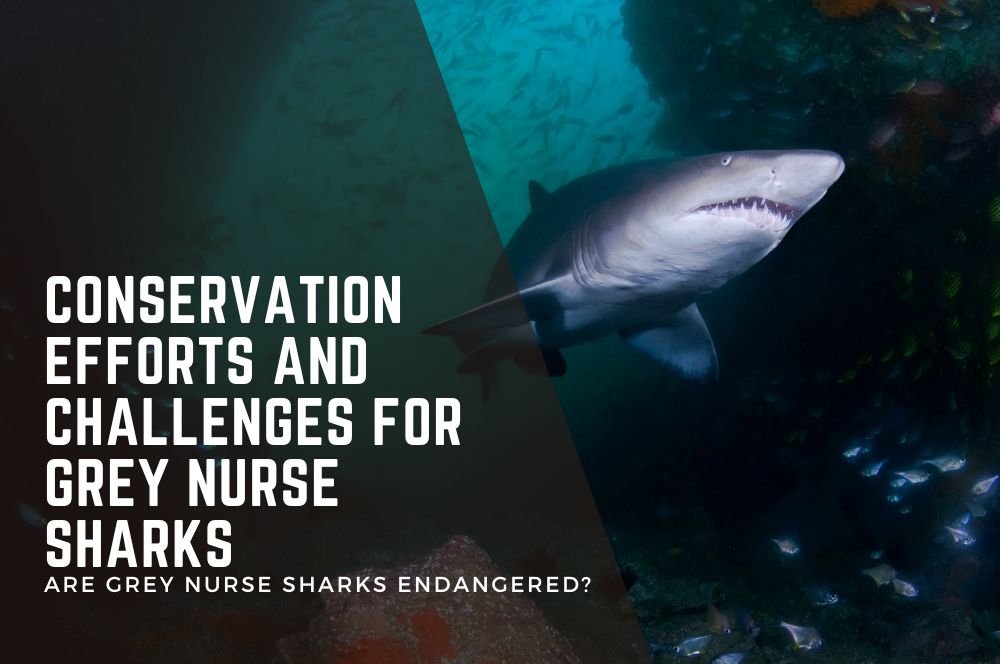 Conservation Efforts And Challenges For Grey Nurse Sharks: An In-depth Look