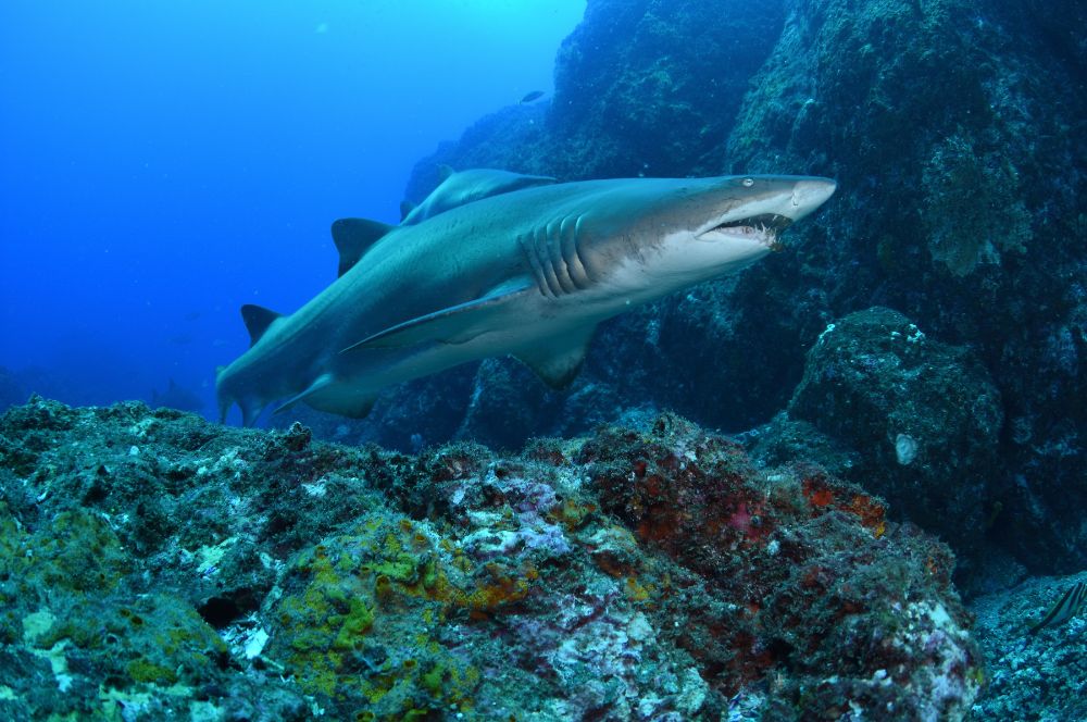 A grey nurse shark swimming in cool temperate waters