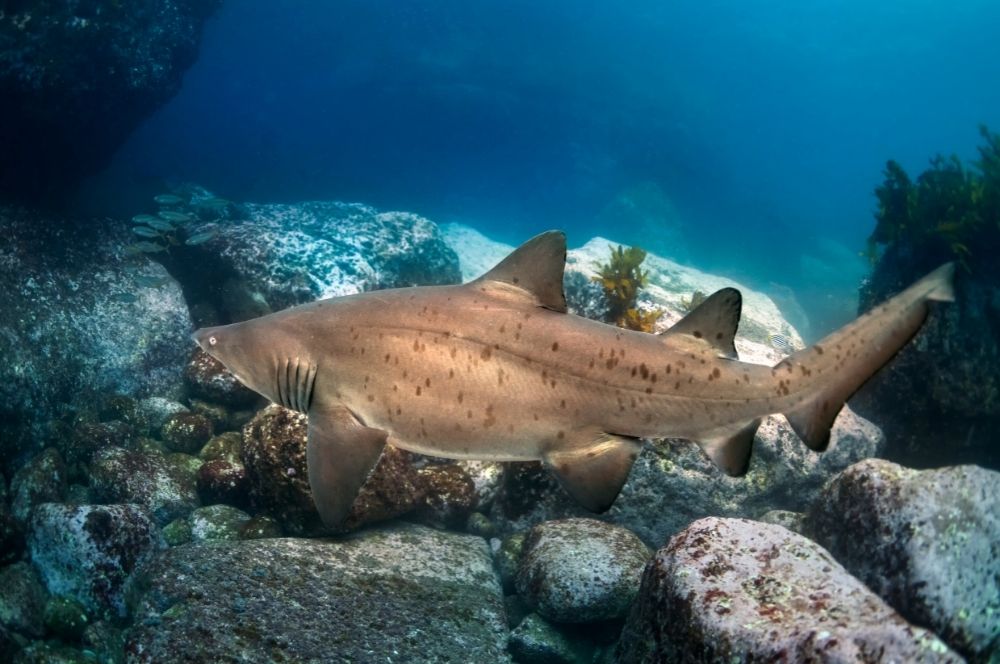 Grey Nurse Shark at Magic Point - Sydney