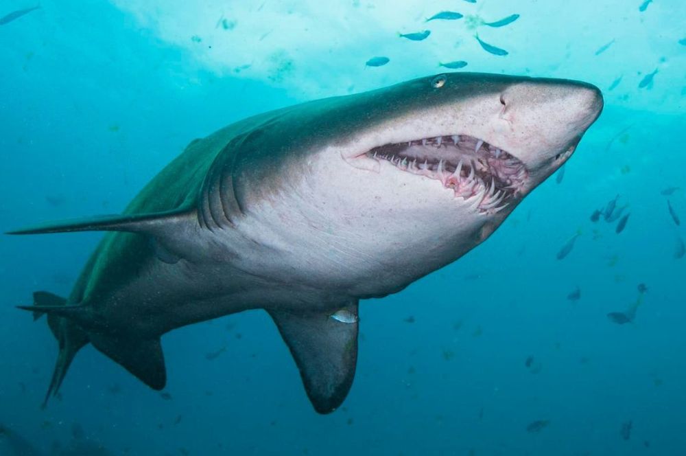 Facts About The Grey Nurse Sharks