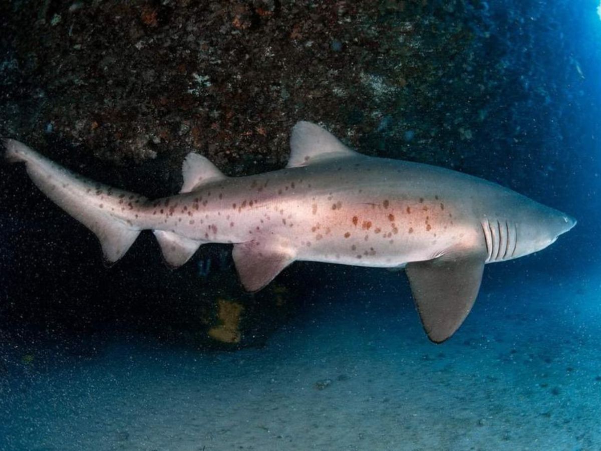 adult grey nurse shark grey brown colour