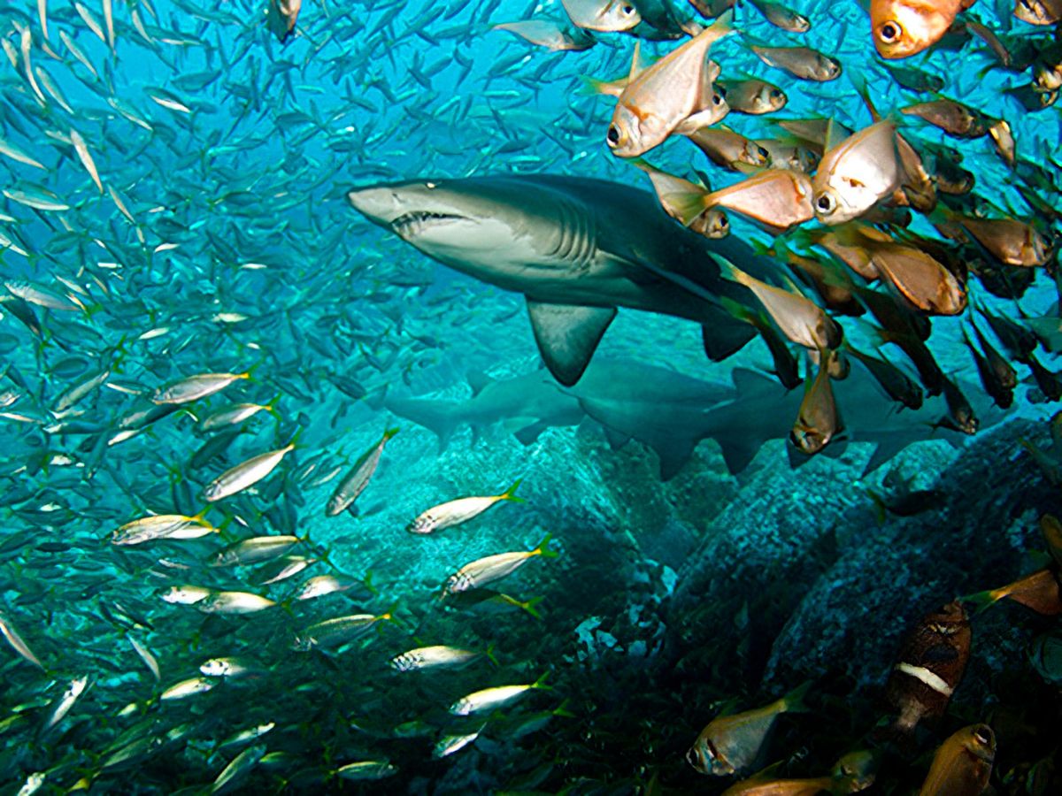 Broughton Island is rich with grey nurse sharks