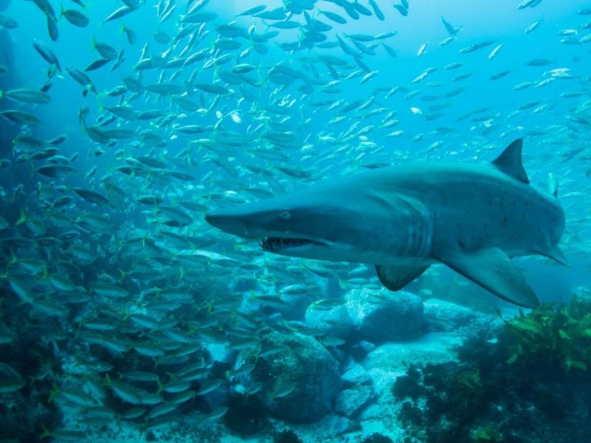 Padi advanced open water Dive with grey nurse sharks