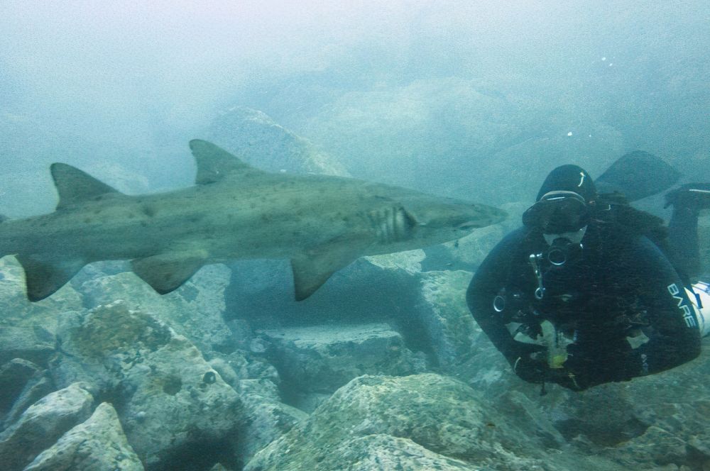 Diving with Grey Nurse Sharks
