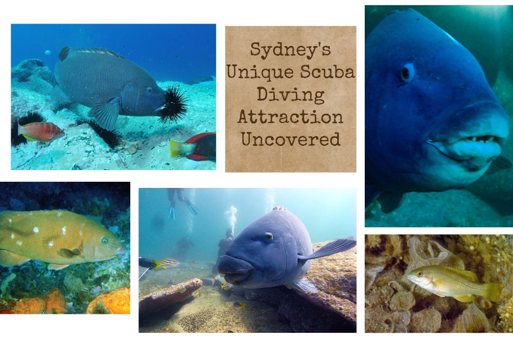 Eastern Blue Groper: Sydney's Unique Scuba Diving Attraction