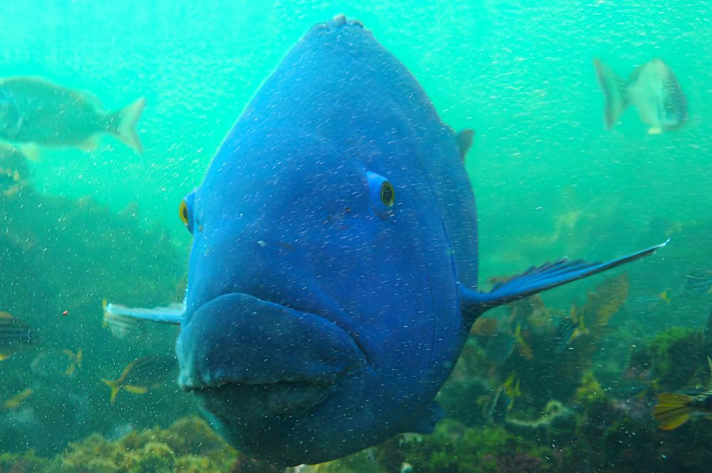 Oak Parks famous blue groper, Gus, a freind to all scuba divers