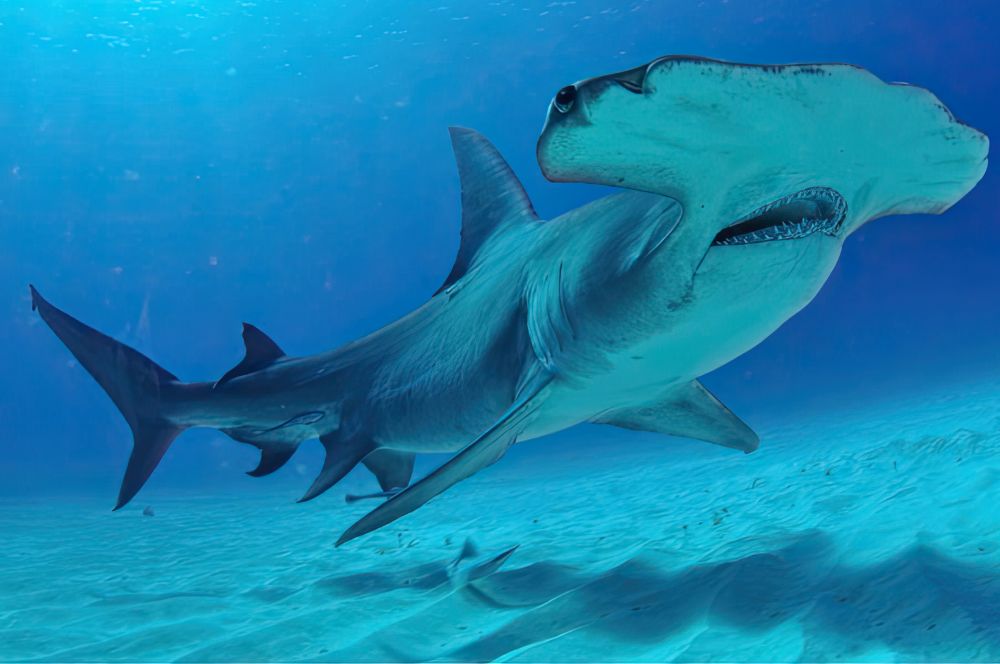 A giant hammerhead shark swimming in the ocean