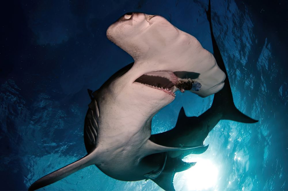 A hammerhead shark swimming in the ocean with its oddly shaped head