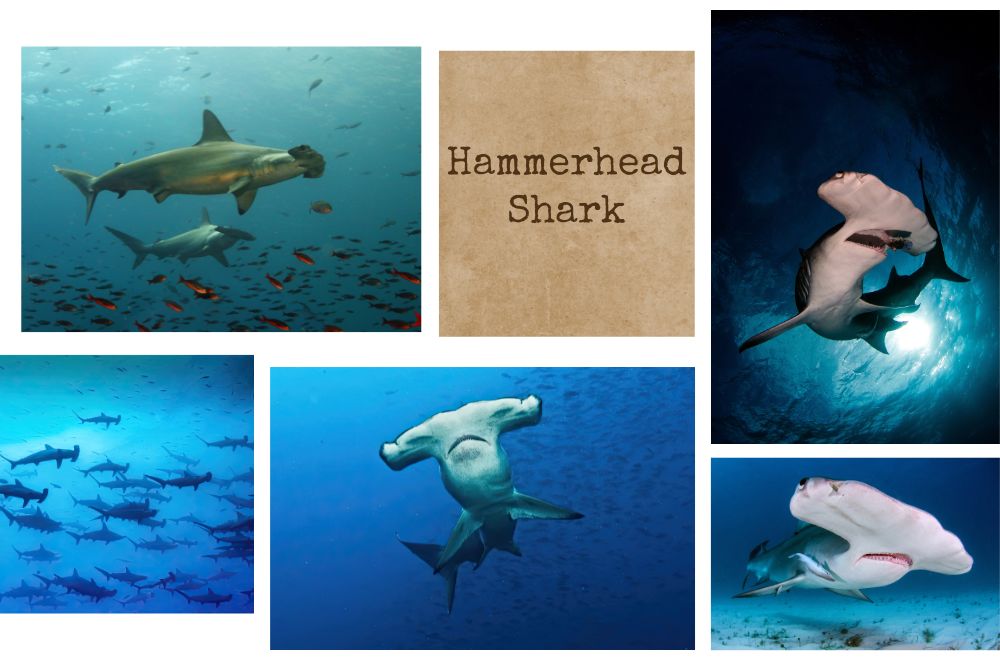 50 Unbelievable Interesting Facts About Hammerhead Shark You Must Know