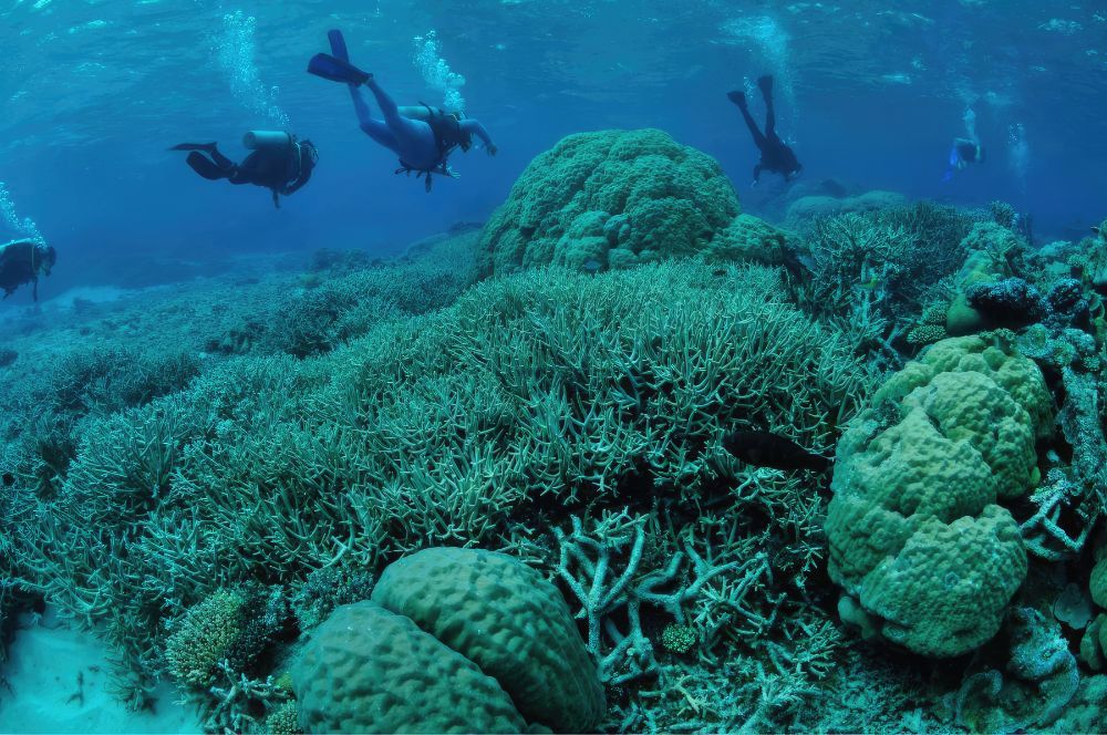 A diver swimming in the Great Barrier Reef, Australia's most famous dive site