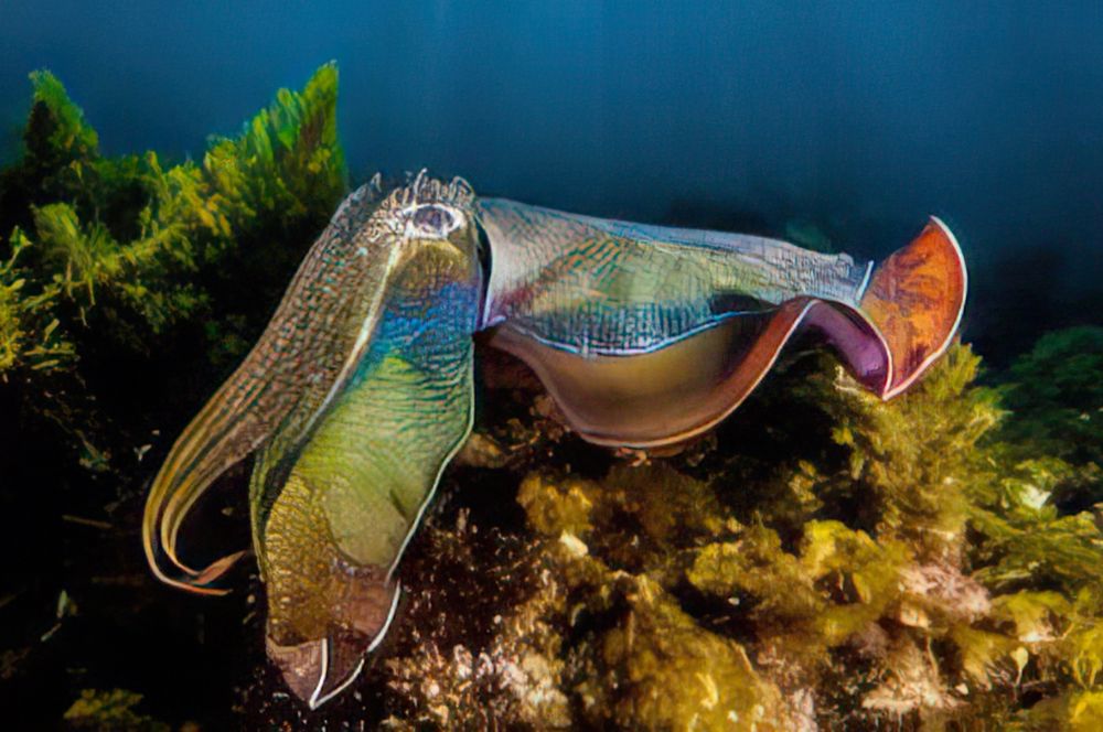 Giant Cuttlefish in Rapid Bay, South Australia