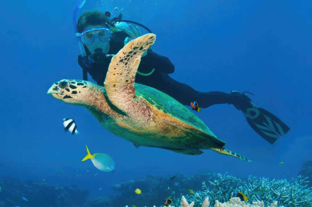 A diver swimming in a dive resort in Australia