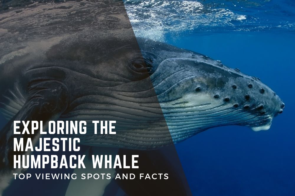 The World Of Humpback Whales: Sydney's Top Spots & Fascinating Facts