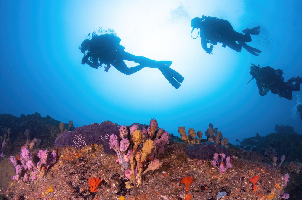 The physical exertion involved in scuba diving helps counteract the sedentary nature of tech jobs