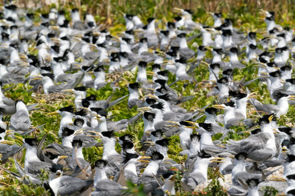 The crested tern bird species on Lady Elliot Island