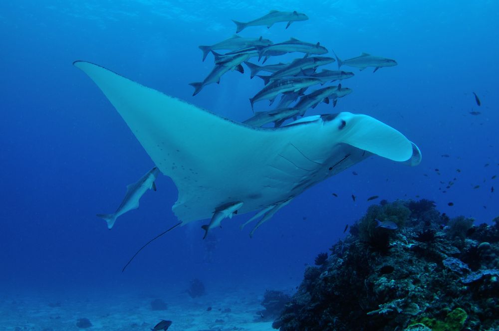 divers exploring the underwater wonders of Lady Elliot of see manta rays Island