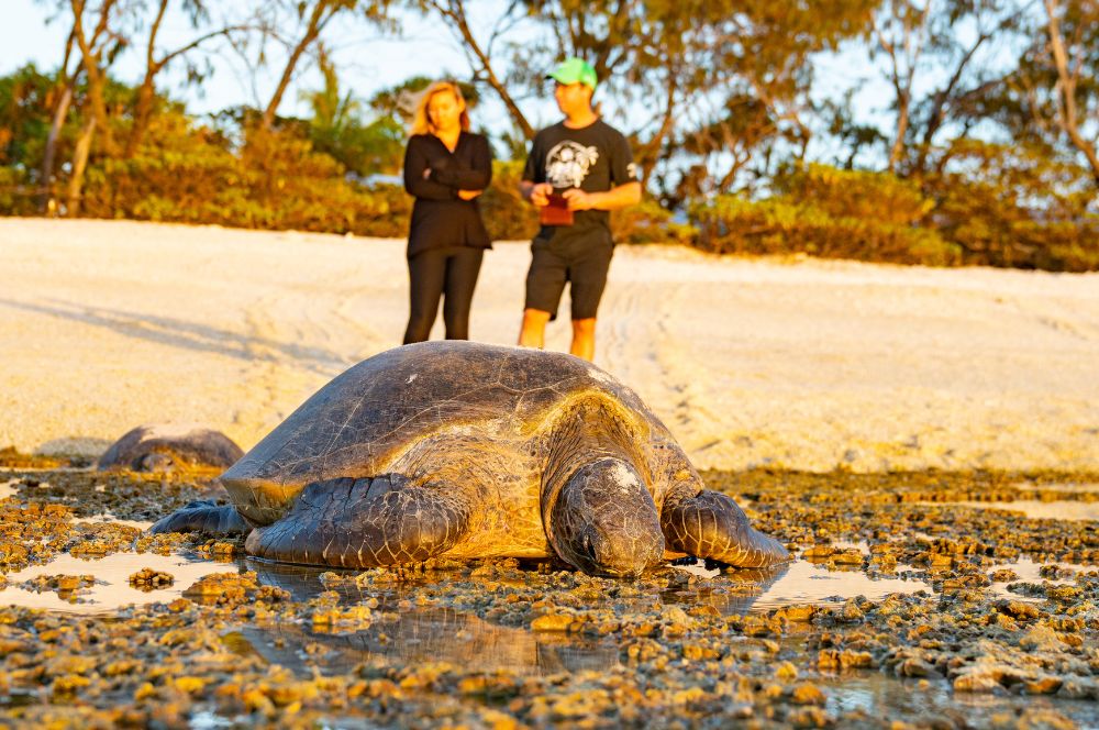 Visitors discovering a nesting turtle while exploring the unique coral beaches and nature trails