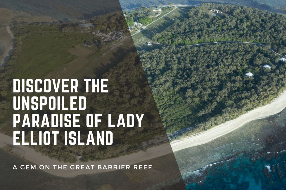 Lady Elliot Island Eco Resort: A Great Barrier Reef Sanctuary