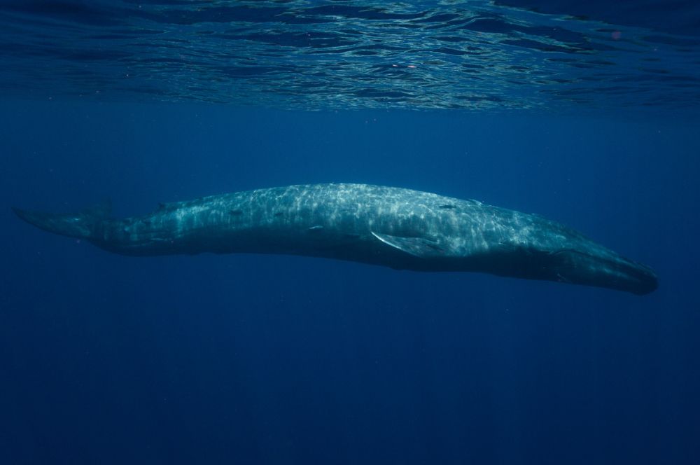 A massive blue whale swimming in the ocean depths