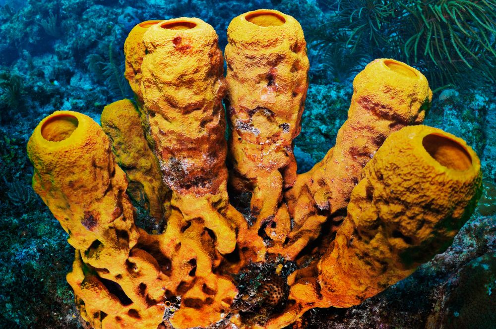 bright-coloured sponges are a great natual landmark to prevent you geting lost at sea while scuba diving